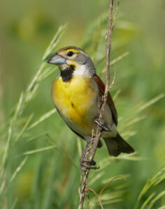 Dickcissels are designated as a Wisconsin Species of Special Concern
