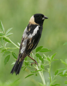 Bobolinks are a designated Tipping Point Species in Rapid Decline