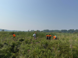Work crew from Quercus Land Stewardship at Pheasant Branch Conservancy