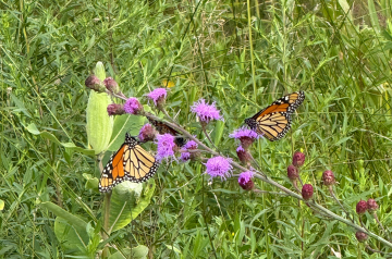 Monarch butterflies on plants at Pheasant Branch Conservancy