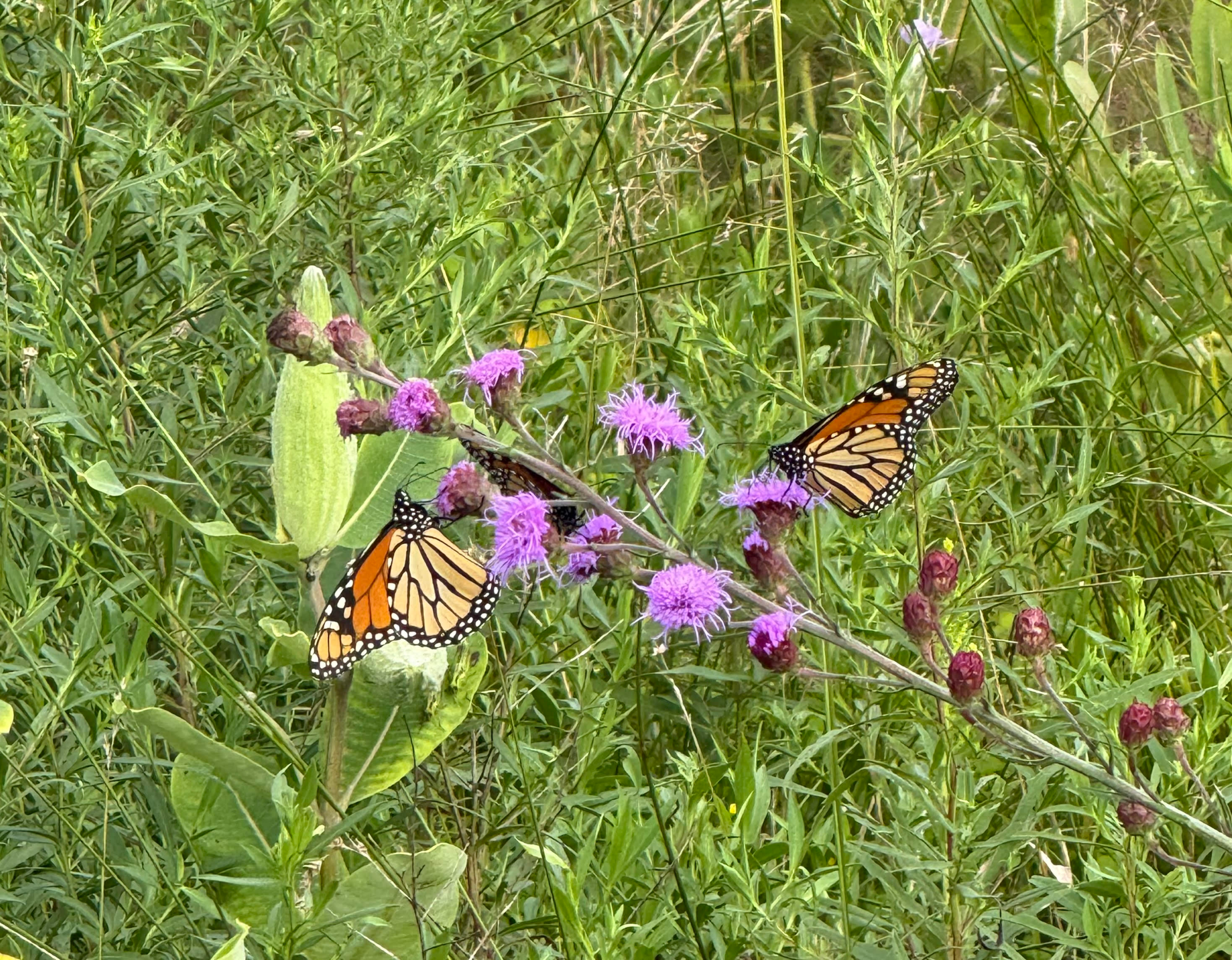 Monarch butterflies on plants at Pheasant Branch Conservancy