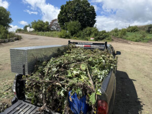 Truck filled with burdock after removal at Pheasant Branch Conservancy
