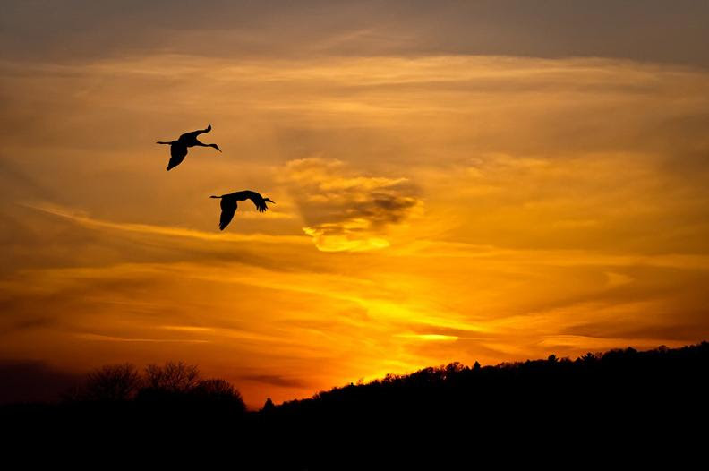 Two birds flying over beautiful sunset