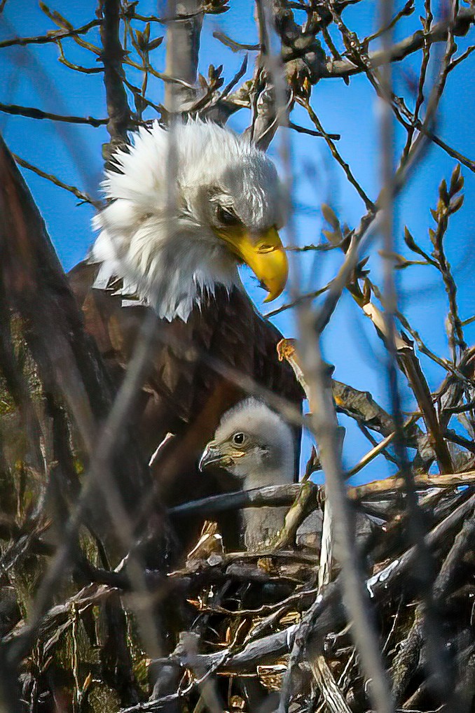 Eagle and eaglet in a nest at Pheasant Branch Conservancy