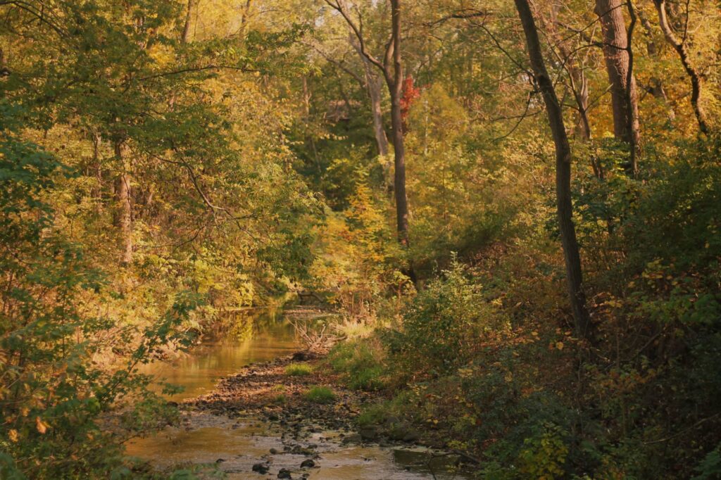 Photo of Pheasant Branch Creek in fall