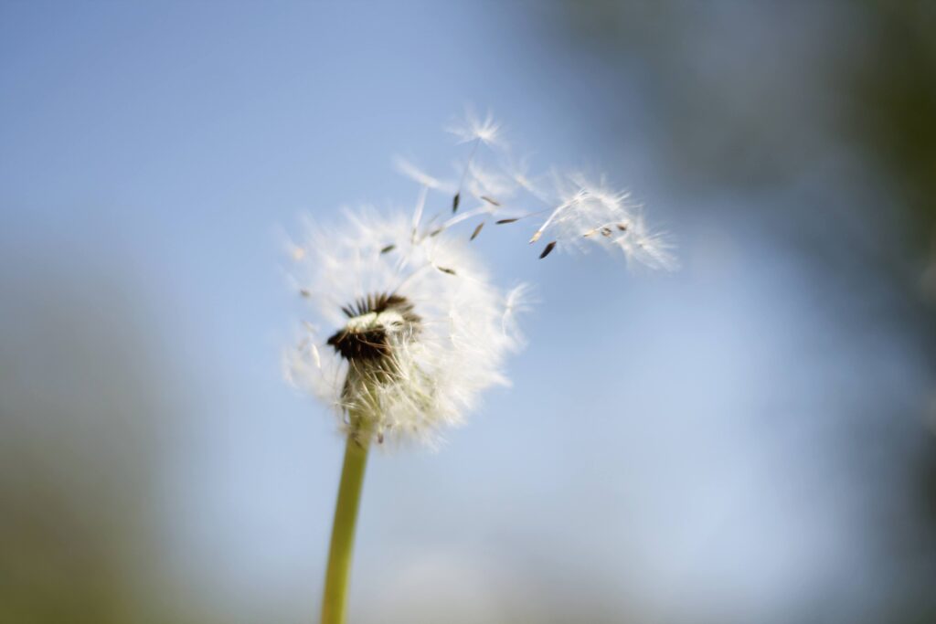Photo of a dandelion with seeds being dispersed by the wind