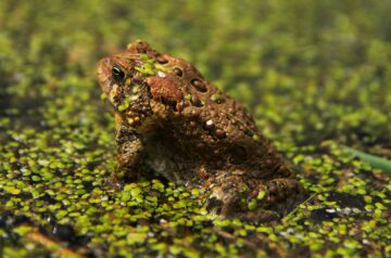 Photo of a frog in the water at Pheasant Branch Conservancy