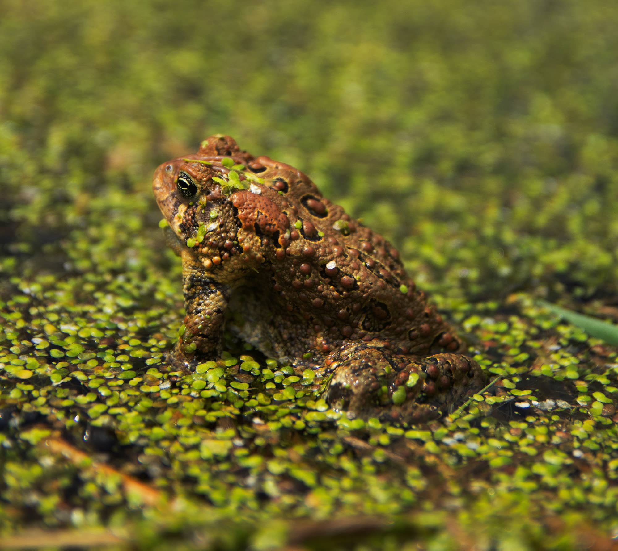 Photo of a frog in the water at Pheasant Branch Conservancy